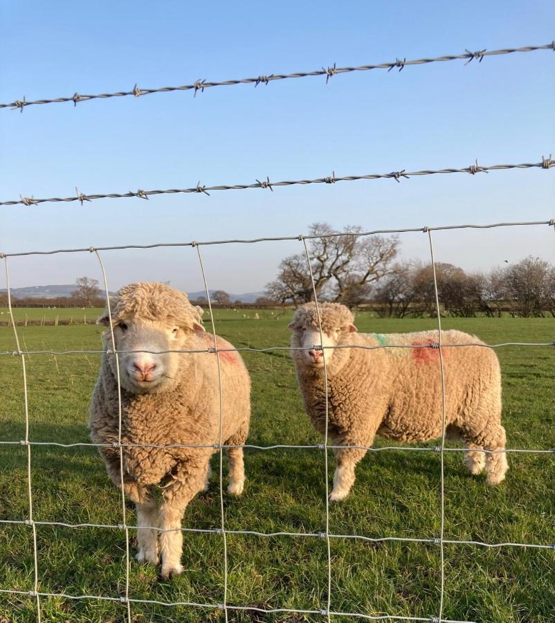 Abbey Farm Luxury Glamping Hotel Rhuddlan Eksteriør billede