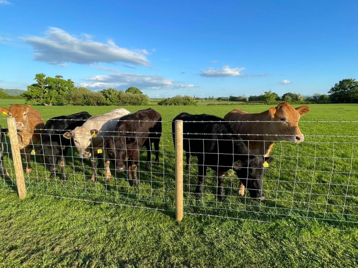 Abbey Farm Luxury Glamping Hotel Rhuddlan Eksteriør billede