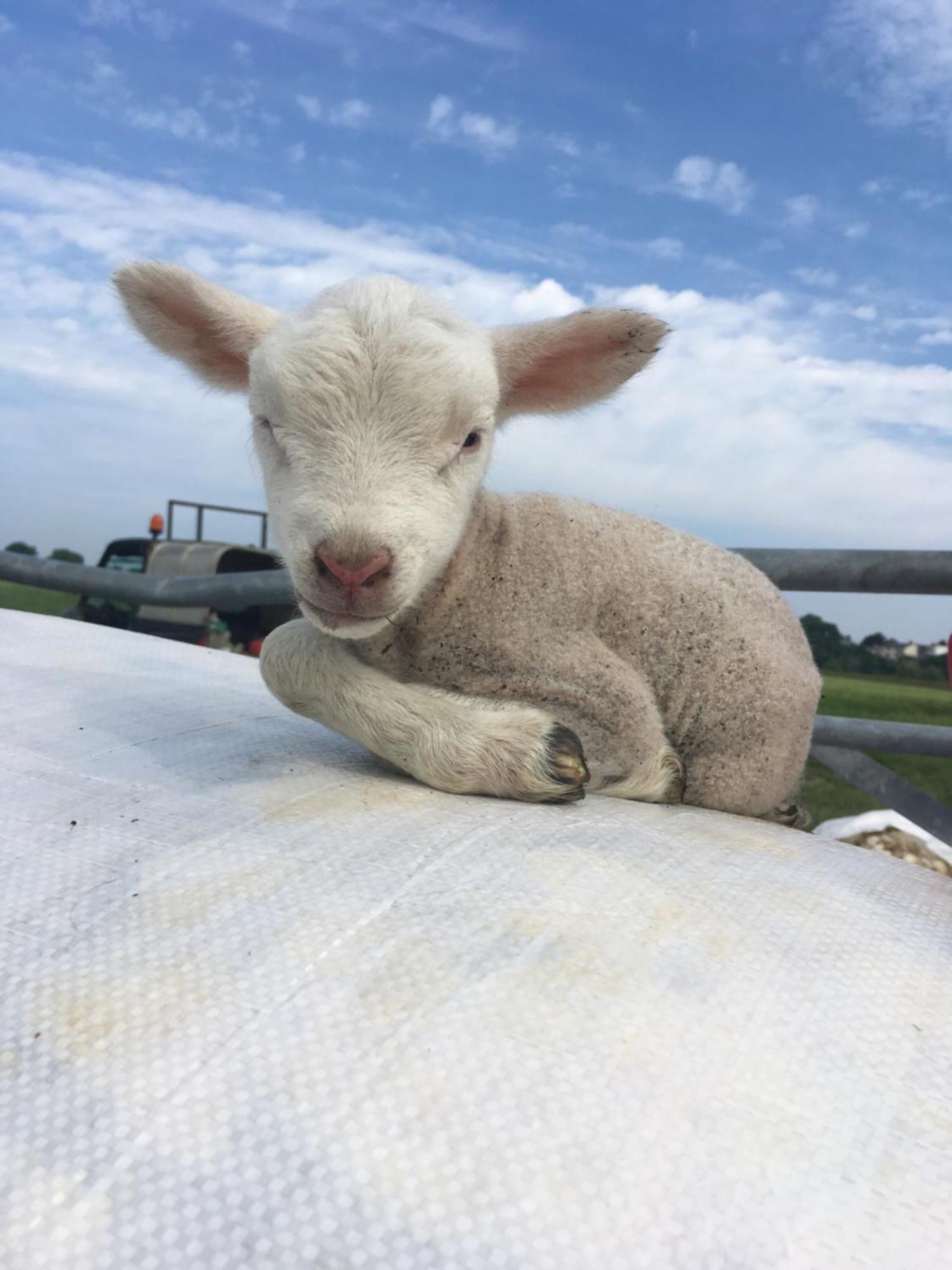 Abbey Farm Luxury Glamping Hotel Rhuddlan Eksteriør billede